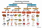 Kingdom Animalia - Classification, Characteristics, and Evolution - Rs ...