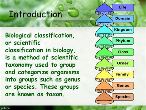 Hierarchy Of Classification Groups Biology