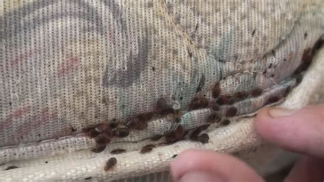 Where Do Bed Bugs Actually Come From My Experiences As A Bed Bug