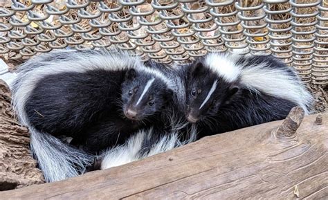 The animals are known for their ability to spray a liquid with a strong, unpleasant scent. Skunks, Smelly or Sweet? | California Wildlife Center