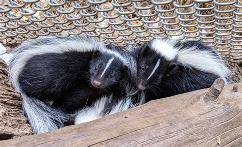 135 фраз в 27 тематиках. Skunks, Smelly or Sweet? | California Wildlife Center