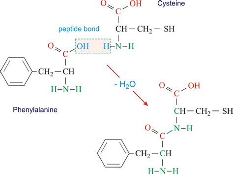 Chemical Structure Chemistry Peptide Bond