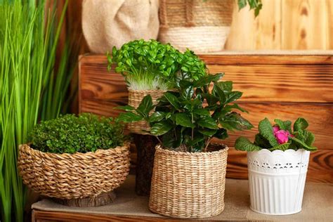 17 Of The Most Fragrant Plants To Grow Indoors Green Thumb Link