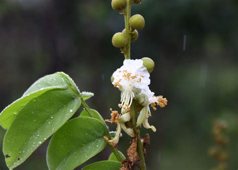 The Flowering Plants Leguminosae Fabaceae Fabaceae Swartzia
