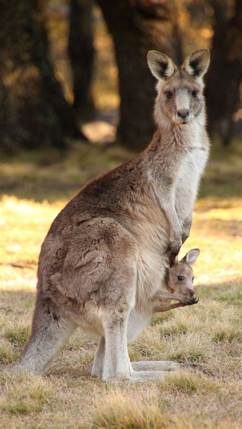 867 Best Kangaroo Images On Pinterest Kangaroo Kangaroos And