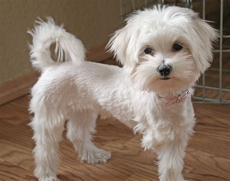 A Maltese Poo Omg I Finally Realized What Lilly Is This Looks Just