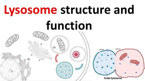 What Is The Function Of The Lysosome Slideshare