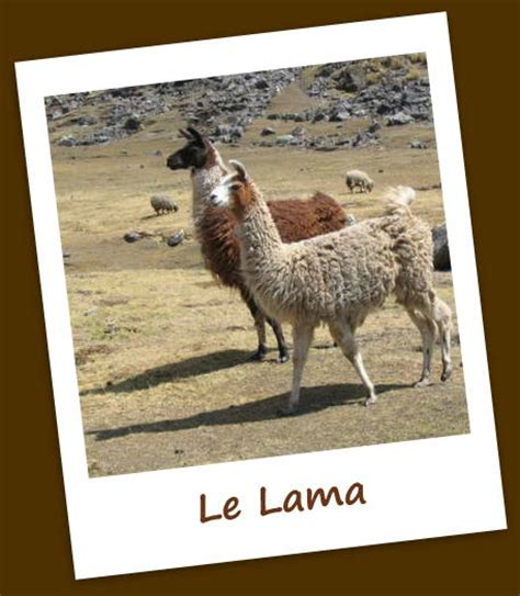 Le Lama Lanimal Emblématique Du Pérou Les Innombrables Secrets Du Pérou
