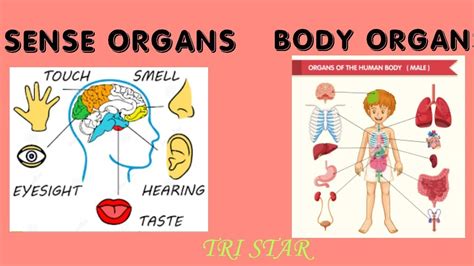 Human Sense Organs Organs Of The Human Body External Organs And
