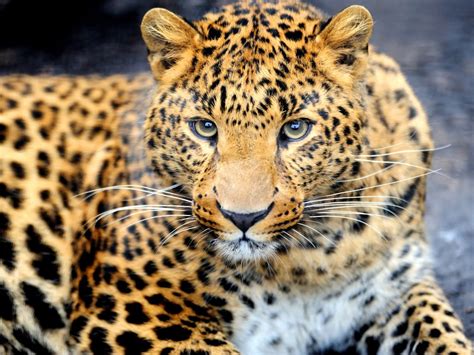 Animal Leopard Desktop Wallpaper Hd For Mobile Phones And