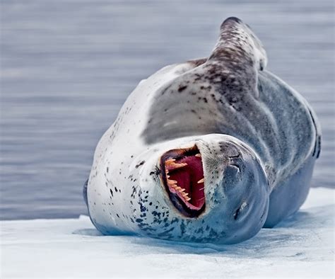 Leopard Seals All Info And Photos The Wildlife