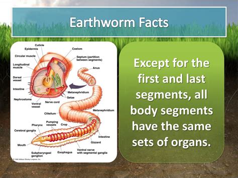 Earthworm Facts For Kids All About Worms Youtube