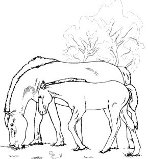 Ausmalbilder pferde bild fohlen mit einem vogel. Malvorlagen zum Ausmalen: Malvorlagen Pferde: Stute und Fohlen