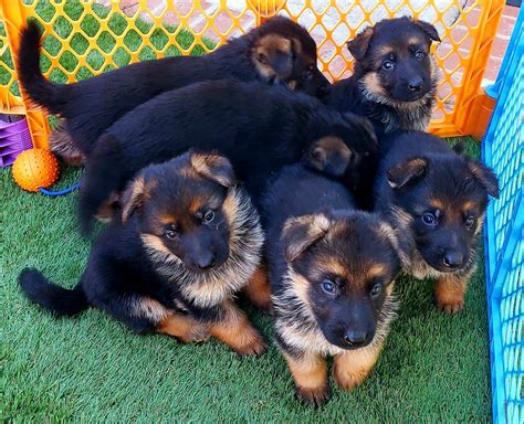 German Shepherd Puppies For Sale Los Angeles Ca 291819