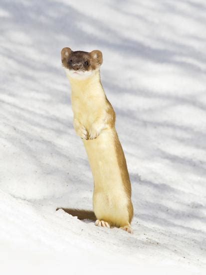 Usa Wyoming Long Tailed Weasel Standing On Hind Legs On Snowdrift