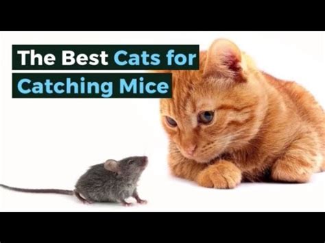 Are Cats Good At Catching Mice