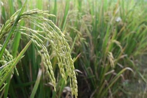 Orang yang menanam padi di sawah tak akan maju ke depan padi (oryza sativa) merupakan satu daripada tanaman bijirin dan. Benih Padi Mekongga - Maulana Says Green 3