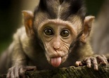 Funny Monkeys Wallpapers High Quality | Download Free