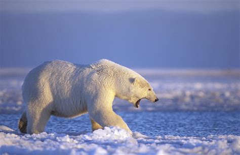 Polar Bear Walking On Pack Ice Beaufort Photograph By Steven Kazlowski