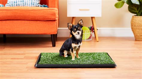 Learning how to potty train puppies at the right time and place is one of the most important first steps you can take for a long, happy life together. Tips for House-Training a Puppy in the Winter