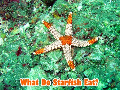 What Do Starfish Eat Star Sea Diet By Types What Eats Starfish