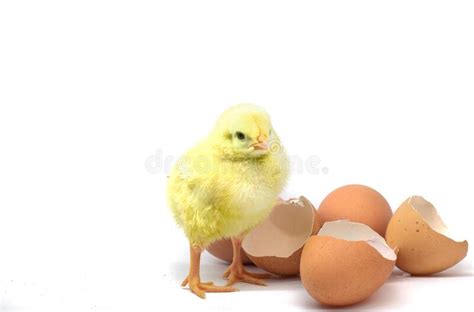 Beautiful Little Chicken Egg And Eggshell Stock Photo Image Of