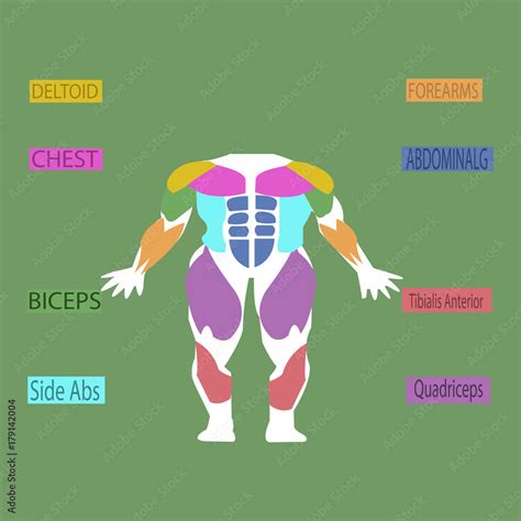 Anatomy Of Male Muscular System Posterior And Anterior View Full