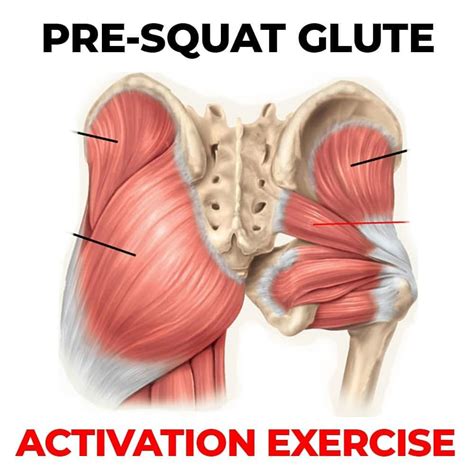 🚨 3 Banded Squat Glute Activation Exercises 🚨 The Gluteal Muscles