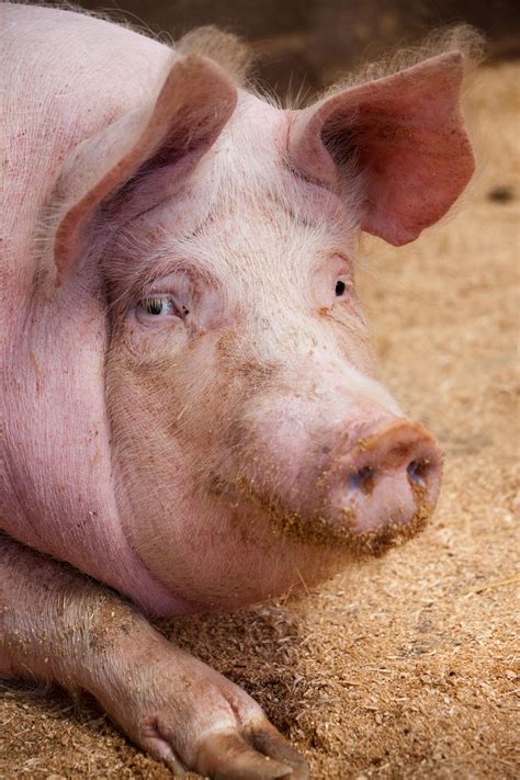 Portrait Of A Pig Free Stock Photo Public Domain Pictures