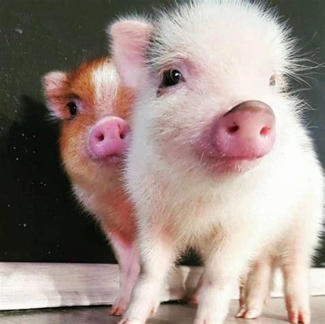 Pin By Sunsky Lindsay On Cartoon Cute Animals Cute Piglets Cute