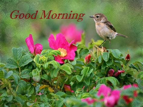 Good Morning Wishes With Birds Pictures, Images - Page 23