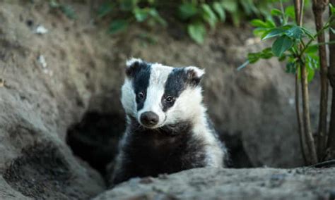 Badger Cull Faces Review As Bovine Tb Goes On Rising Badgers The