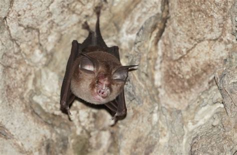 The Bumblebee Bat The Smallest Mammal In The World Discover Magazine