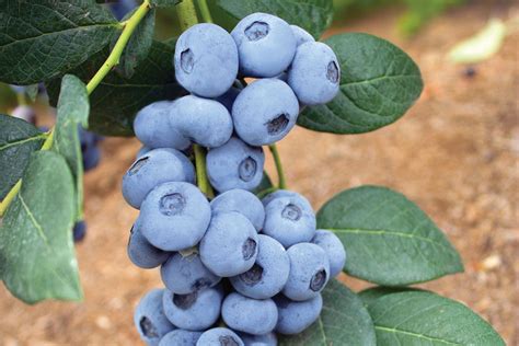 New Early Low Chill Blueberry Varieties From Oregon