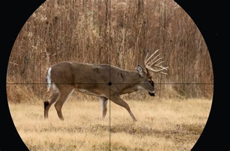 Where To Shoot A Deer With Gun Or Bow Field And Stream