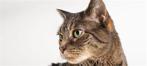 Cat illnesses can be broken down into several categories: Heart Disease in Cats: Signs Symptoms Diagnosis Treatment ...