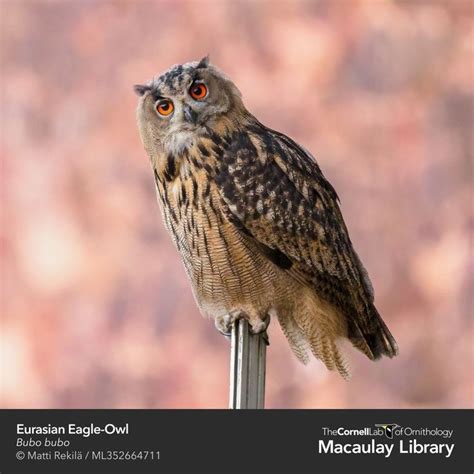 Eurasian Eagle Owl Bubo Bubo Aves
