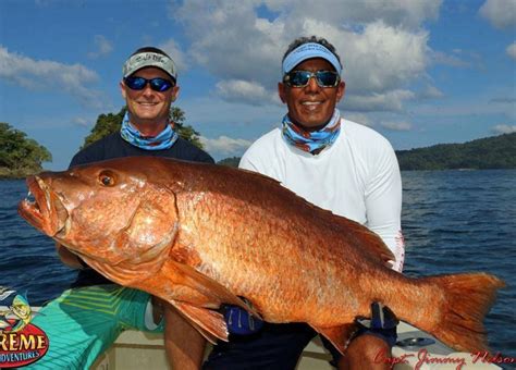 Big Fishes Of The World Snapper Cubera Pacific Lutjanus Novemfasciatus