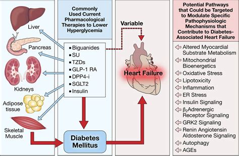 Heart Failure In Type Diabetes Mellitus Circulation Research