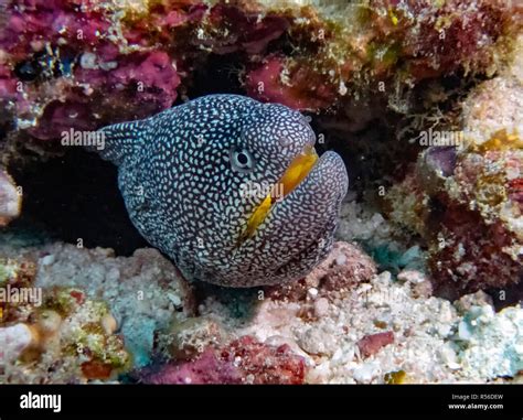Yellowmouth Moray Gymnothorax Nudivomer In The Indian Ocean Stock