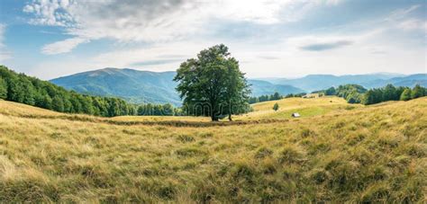 Big Beech Tree On The Grassy Meadow In Mountains Stock Image Image Of