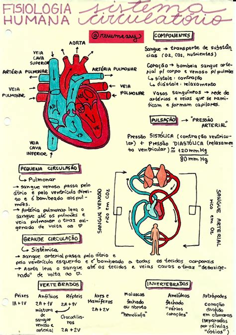 Best Sistema Cardiovascular Mapa Conceptual Gif Boni My Xxx Hot Girl