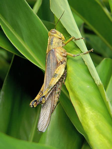 Javanese Grasshopper Belalang Kayu Belalang Kunyit Project Noah