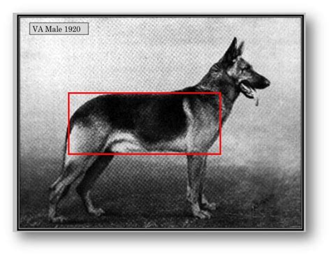 The Evolution Of The Back Of The Gsd Gsd German Shepherd Dogs Evolution