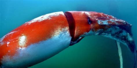 Giant Squid - Octolab TV