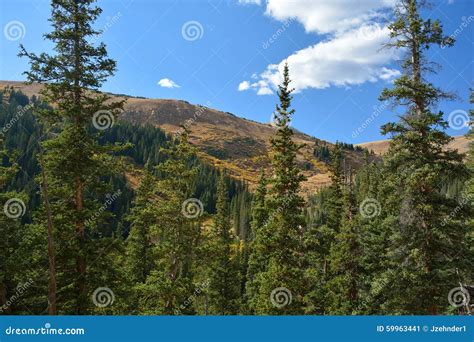 Mountain Landscape With Pine Trees Stock Image Image Of Outdoors