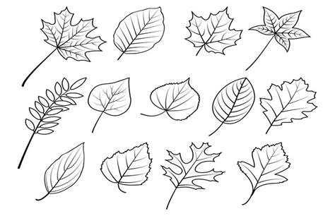 How To Draw A Leaf Easy Step By Step Guide