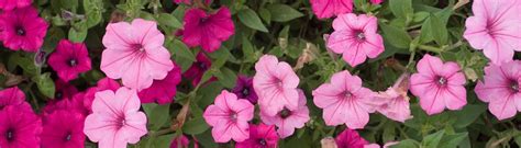 Gainesville fl annual flower installation. Annual and Perennial Flowers in Florida - UF/IFAS Extension