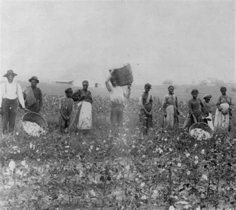 African American 8 X 10 Photo Slaves Cotton Picking Etsy
