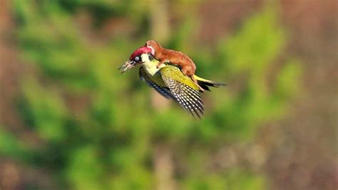 weasel flying on woodpecker r 3035party october30